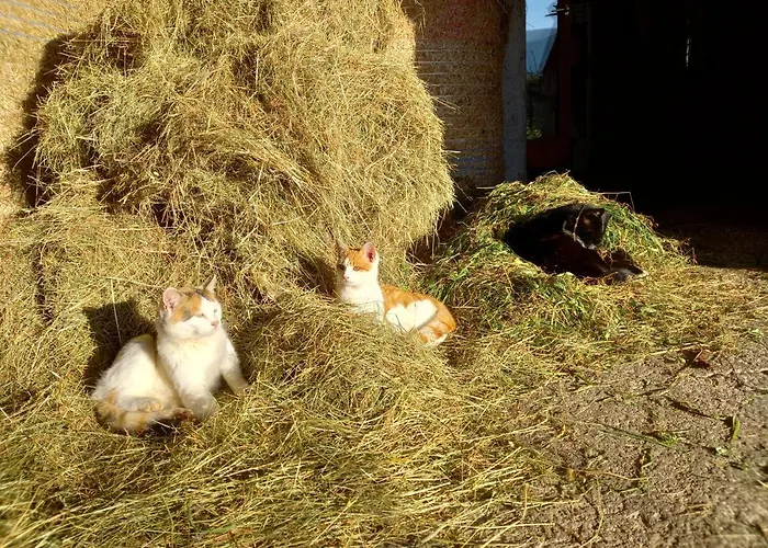 Bio-chalet Haus Wagner Niederndorf (Tyrol)