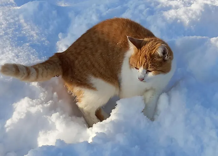 Bio-chalet Haus Wagner *