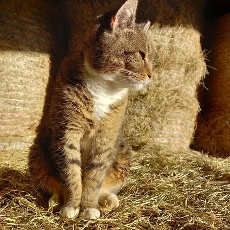 Bio-chalet Haus Wagner *