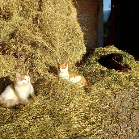 Bio-chalet Haus Wagner Niederndorf (Tyrol)