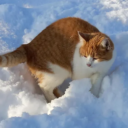 Bio-chalet Haus Wagner *